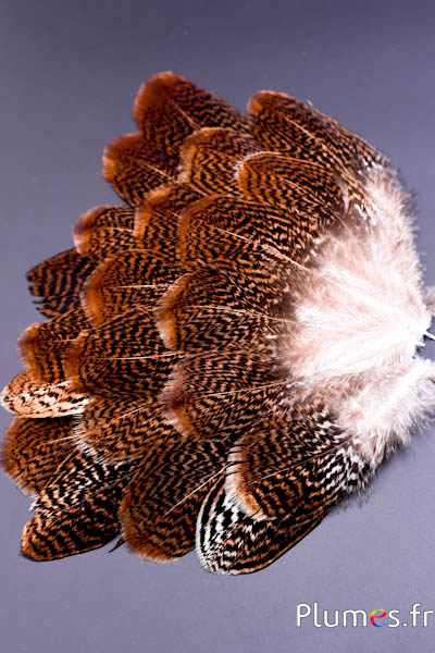 Faisan argenté - 12-14 cm - blanc-chocolat-naturel